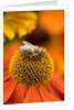Bee on Helenium by Philip Smith