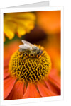 Bee on Helenium by Philip Smith