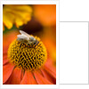 Bee on Helenium by Philip Smith