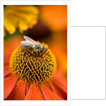Bee on Helenium by Philip Smith