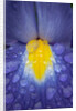 Blue dutch iris by Philip Smith