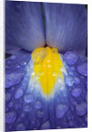 Blue dutch iris by Philip Smith