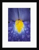 Blue dutch iris by Philip Smith
