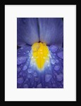 Blue dutch iris by Philip Smith