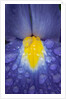 Blue dutch iris by Philip Smith