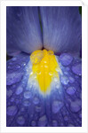 Blue dutch iris by Philip Smith