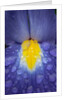 Blue dutch iris by Philip Smith