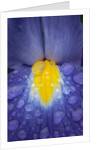 Blue dutch iris by Philip Smith