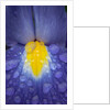 Blue dutch iris by Philip Smith