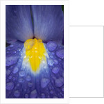 Blue dutch iris by Philip Smith