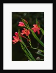 Kaffir Lily by Philip Smith