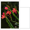 Kaffir Lily by Philip Smith