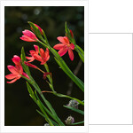 Kaffir Lily by Philip Smith