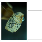 Hydrangea in Winter by Philip Smith