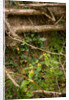 Spring Hedgerow by Philip Smith