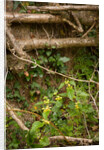Spring Hedgerow by Philip Smith