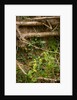 Spring Hedgerow by Philip Smith
