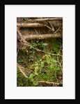 Spring Hedgerow by Philip Smith
