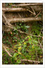 Spring Hedgerow by Philip Smith