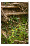 Spring Hedgerow by Philip Smith