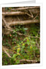 Spring Hedgerow by Philip Smith