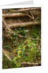 Spring Hedgerow by Philip Smith
