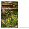 Spring Hedgerow by Philip Smith