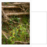 Spring Hedgerow by Philip Smith