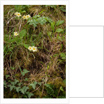 Spring Hedgerow by Philip Smith