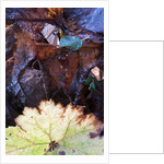 Rodgersia in Winter by Philip Smith