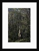 Yarner Woods by Philip Smith