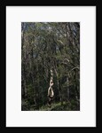 Yarner Woods by Philip Smith