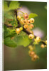 White Berries by Philip Smith