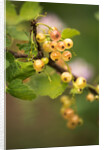 White Berries by Philip Smith