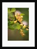 White Berries by Philip Smith