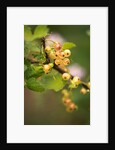 White Berries by Philip Smith