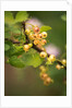 White Berries by Philip Smith