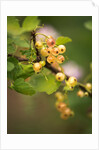 White Berries by Philip Smith