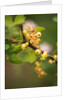 White Berries by Philip Smith