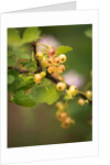 White Berries by Philip Smith
