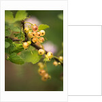 White Berries by Philip Smith