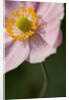 Japanese Anemone by Philip Smith