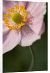 Japanese Anemone by Philip Smith
