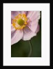 Japanese Anemone by Philip Smith