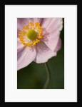 Japanese Anemone by Philip Smith