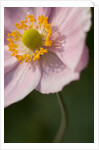Japanese Anemone by Philip Smith