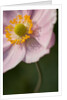 Japanese Anemone by Philip Smith