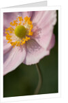 Japanese Anemone by Philip Smith