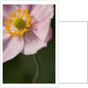 Japanese Anemone by Philip Smith