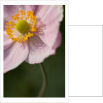 Japanese Anemone by Philip Smith